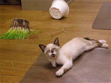 小さな悪魔