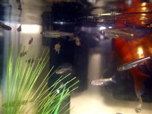 お魚！詳しい人教えて！ｗ