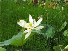 ハスの花