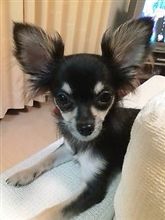 ちいさいバンビだねぇ