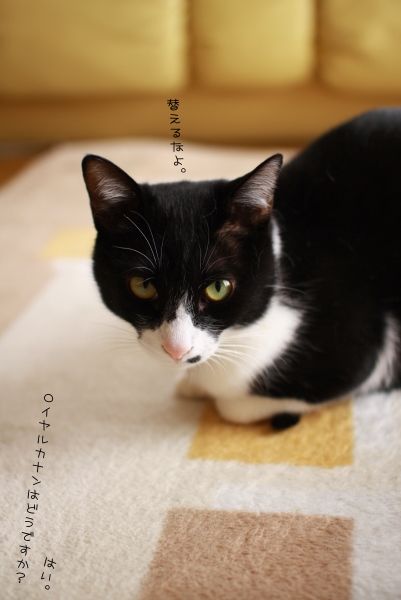 高い！！