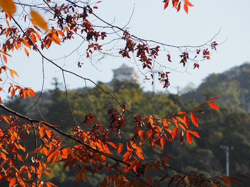岐阜公園 岐阜城＋もみじ