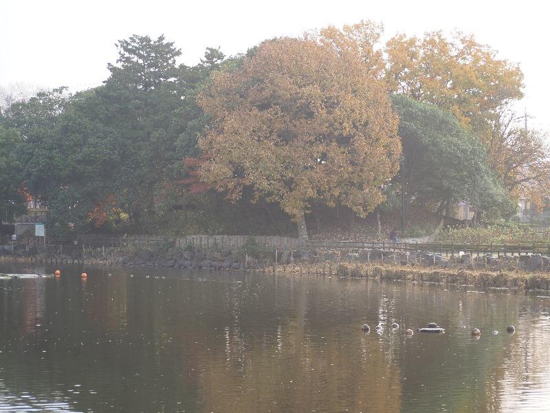 浅井山公園 温故井池