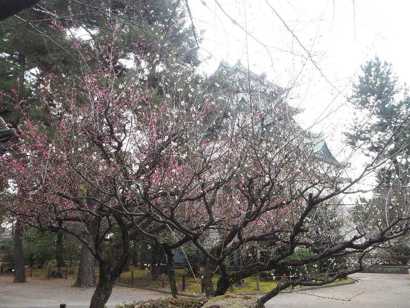名古屋城 御深井丸(梅)から天守