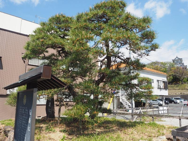 家康公鎧掛松