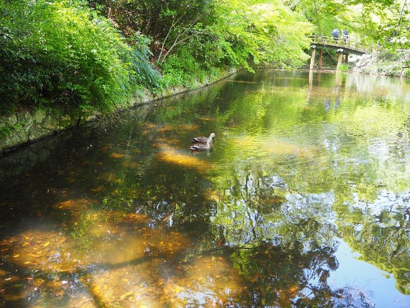 浜松城公園日本庭園 池