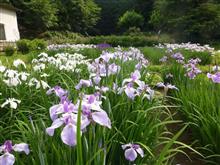 花しょうぶ