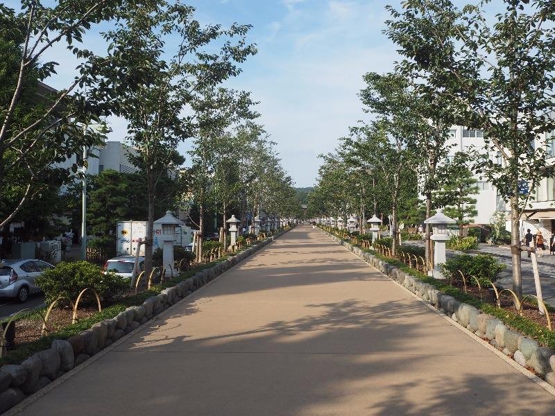 若宮大路 段葛(だんかずら)