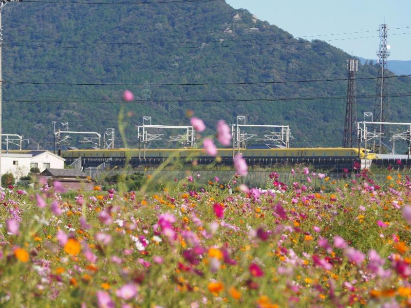 野田町コスモス畑 ドクターイエロー