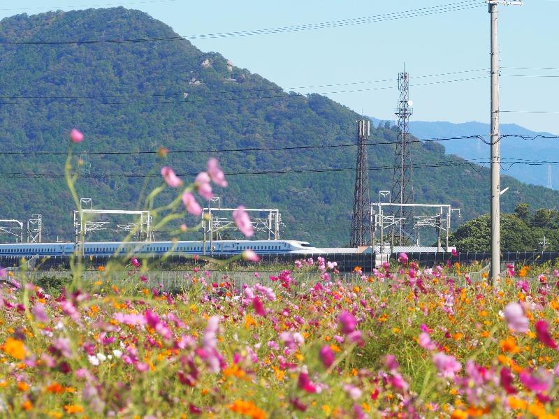 野田町コスモス畑 東海道新幹線(4)