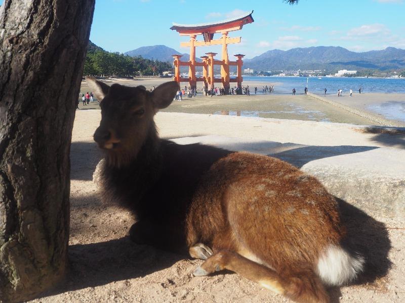 宮島 厳島神社 大鳥居、鹿