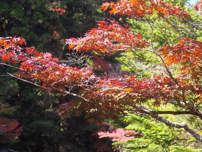 宮島 紅葉谷公園(5)
