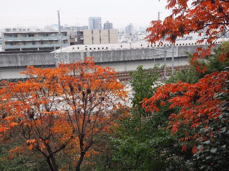 飛鳥山公園 飛鳥山さくら亭 E7系