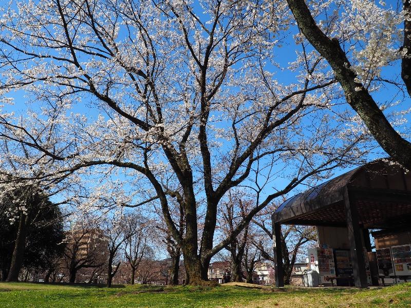 各務原市民公園 桜(3)
