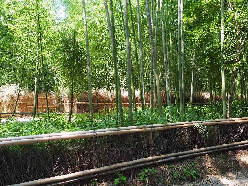 嵐山 竹林の小径(6)