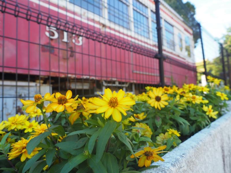 金公園 名鉄 モ510形 花壇(2)