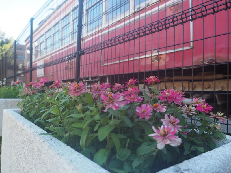 金公園 名鉄 モ510形 花壇(3)