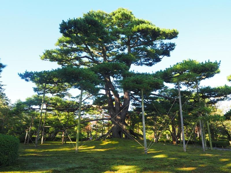 兼六園 根上松