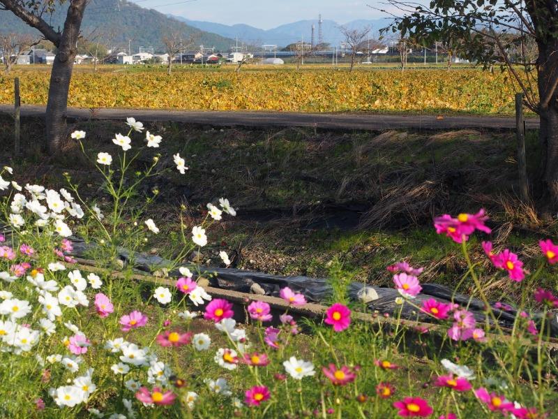 野田町 コスモス畑 東海道新幹線(4)