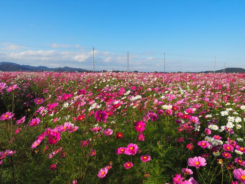 野田町 コスモス畑(2)