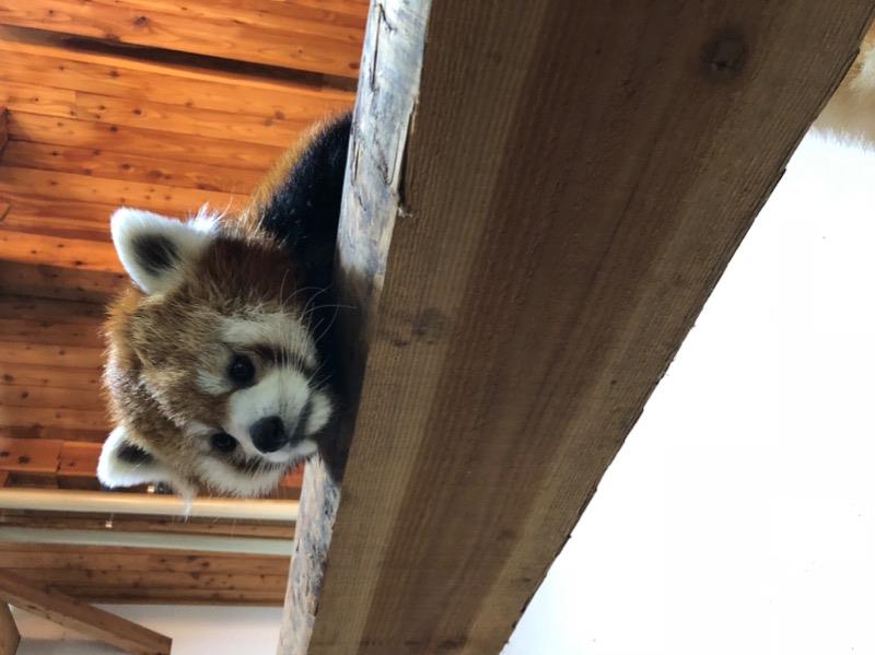 茶臼山動物園のモノレール