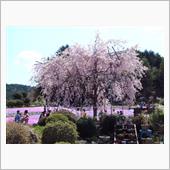 「花のじゅうたん」の芝桜の画像