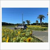 向日葵🌻いっぱい