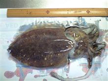 またまた烏賊釣りへ！！