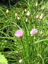 チャイブの花が開いてきました。