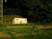 山側にある一つの畑がイノシシの被害に！