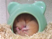 のんびり一日・・・