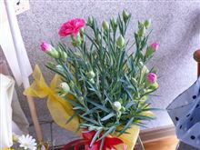 奥方の花