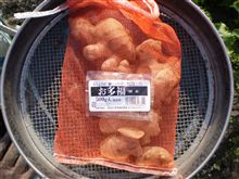 生姜　植え付けました。