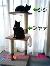 ネコタワー