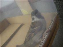 また捕獲！！！
