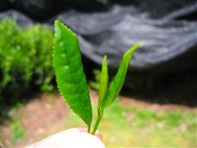『茶摘み』 『茶摘み』