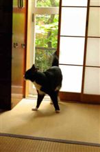 いたちごっこ？