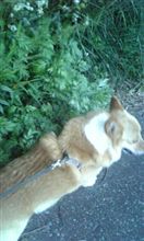 ヨモギと犬と時々ボトン
