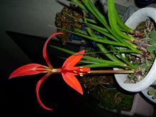 夜の似合う花。