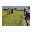 新聞にカラー写真入りで掲載