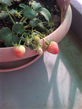 ようやく色付いてまいりました