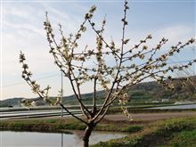 さくらんぼの花！