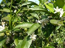 この花な～～んだ？