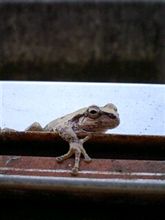 妻カエル【実家に】