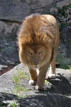 東山動物園