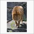 東山動物園
