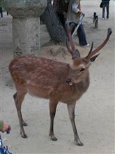 鹿公園にて