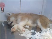 秋田犬の仔犬