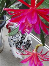 赤い花、三つ。