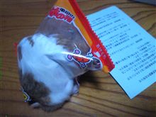 何やってんの？